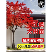 ձtļt輧Ϙֲ@־G辰eͥԺͺ