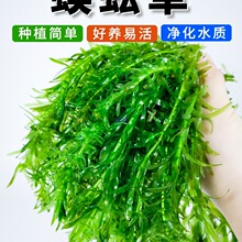 �����~��ˮ���B�~�쾰�к����֑�����ԃ�ˮ�Gֲ�o���ɳ