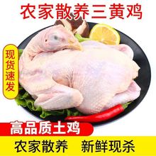 新鲜冷冻三黄鸡批发童子鸡白条鸡直腿鸡7-9只装干货包邮