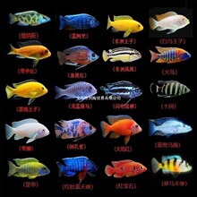 ���������~�~�Ꭷ�^�p�~�s����ˮտ�{��ʯ�t��ʯ�~���B�ͻ�S؛Դ