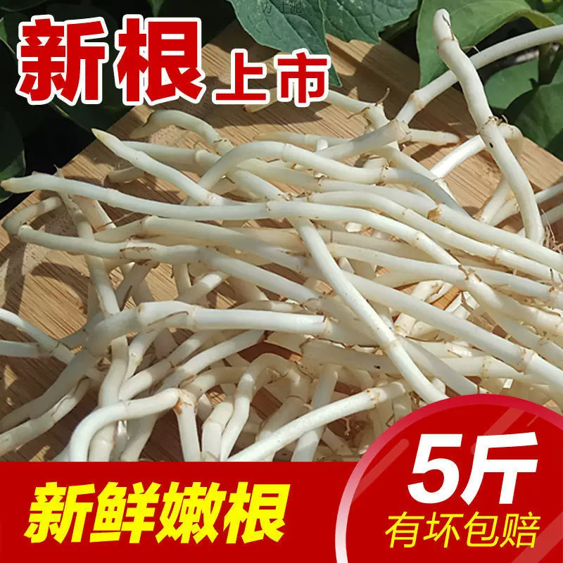 鱼腥折耳根新鲜嫩根现挖节节根农家自种蔬菜凉拌侧耳根厂一件批发
