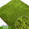 Khaki ground moss