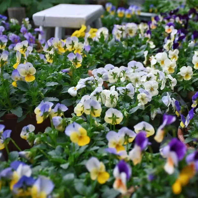 Анютины глазки семена цветов рога весенний посев двор балкон круглый год цветение низкие Висячие цветочные семена