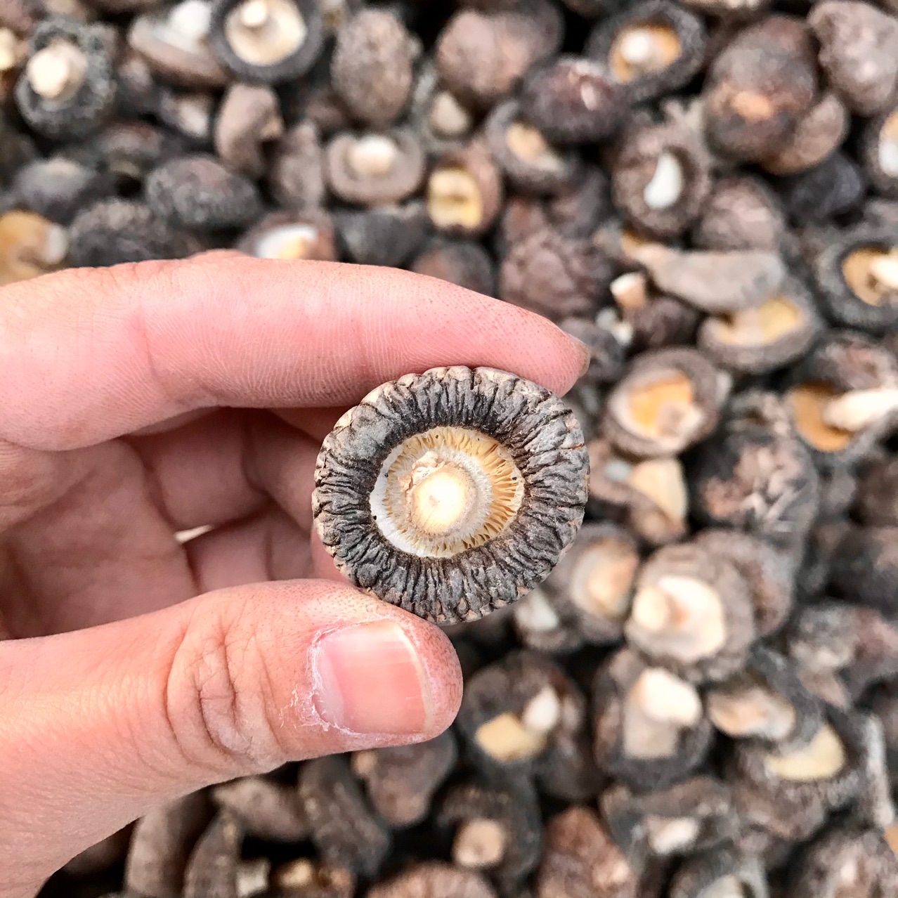 西峡香菇干货肉厚冬菇面菇金钱菇餐饮干货店专用种植基地批发散装