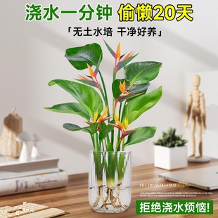 �����Bˮ��ֲ��Gֲ���Ի���ֲ���������ļ����G�҃ȿ͏d�o��ˮ��