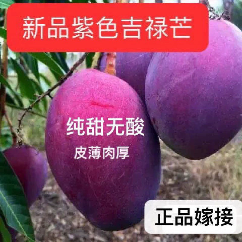 Рассада манго Прививка Цзинь Хуан Мангтай Нонг Кейт Гуйци Четыре сезона Цветение Южный год Плодоношение Императорская наложница Рассада манго