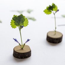 通泉草 叶片 押花压花干花 diy书签 蜡烛 手机壳 植物教学标本