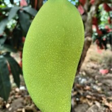 �����������â��â  �������rˮ��  �Fժˮ�� ����ֱ��