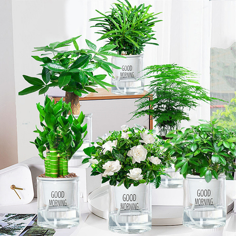 행운의 나무 + 돈나무 + 연꽃 대나무 + 아스파라거스 + 포켓 코코넛 + 치자나무 + 아침