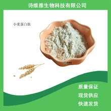 現貨供應 小麥水解蛋白粉 小麥蛋白 含量90%