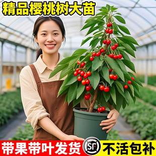 ���Ҙ��m����Y�������ͺ������t�����Ҙ��������Ϸ��ش�޽Ә���