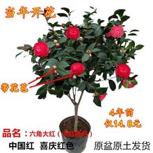茶花盆栽带花苞五色赤丹四季茶花树苗室内外阳台庭院种植观赏花卉