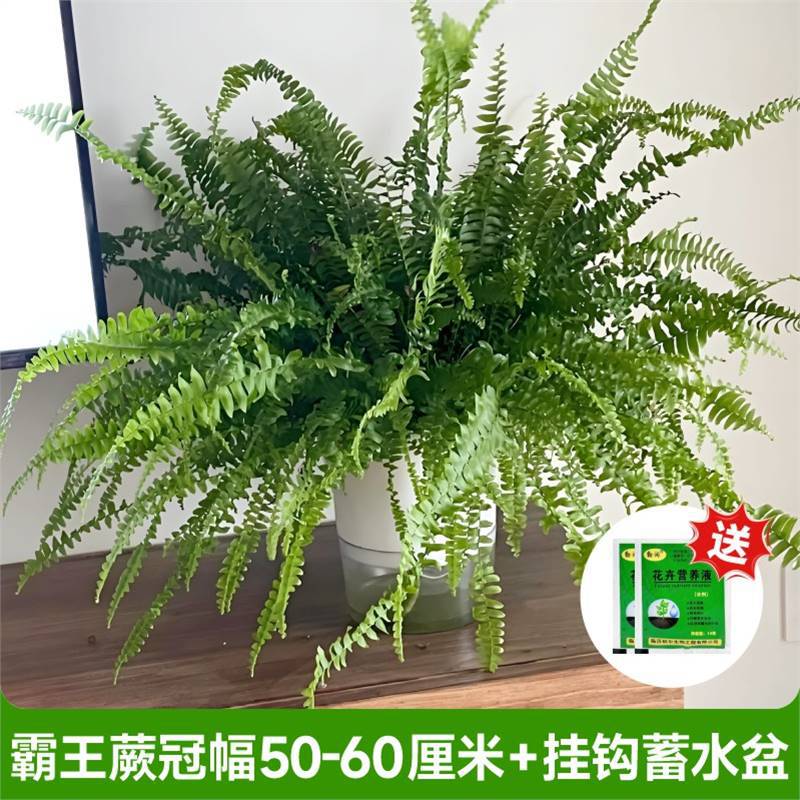 대왕고사리 왕관폭 50- 60cm + 무료 영양액 [투명수조가 달린 고리]