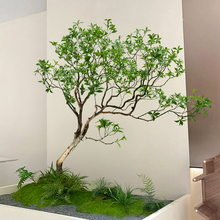 ��Ʒ�߶˷����R��ľ�Gֲ�M�ϙ����Ƶ�e���������쾮���P�b��^