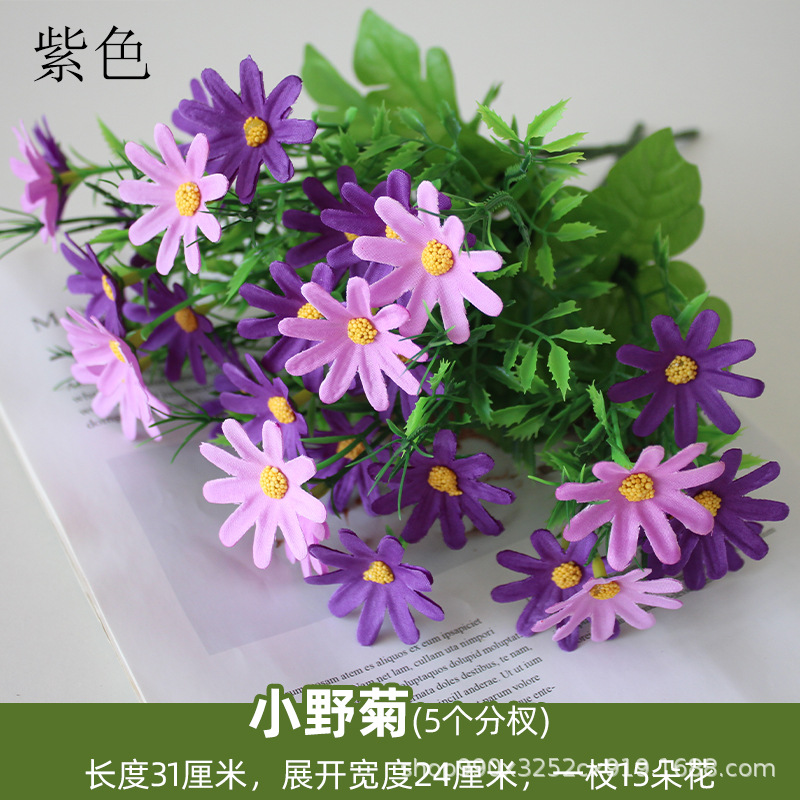 Crisantemo púrpura_1