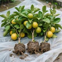 广西沙田柚子树苗木嫁接三红心蜜柚庭院绿化南北方种植盆地栽果苗