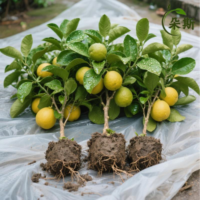 广西沙田柚子树苗木嫁接三红心蜜柚庭院绿化南北方种植盆地栽果苗