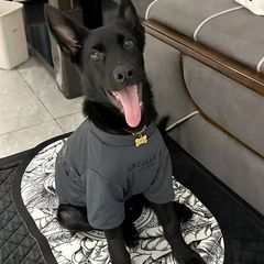 大型の杜宾の犬の服の大型の犬の春と秋の格好いいファッションのブランドの金毛のラブラドールの春秋のペットの服