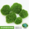 Rice white long hair moss moss stones