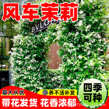 L܇򻨻ԺBz̨ͺֲļⷼ