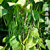 Four Seasons Bean Seed Nen Jade Seed Seeds Seeds Kidmor Conspica Ledder Bean Bean Bean Farm Farm Vegetable Vegetables