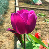 Spot wholesale Tulip species single petal varieties 1 capsule 5 degrees of balls in indoor flower pots blooming and raising