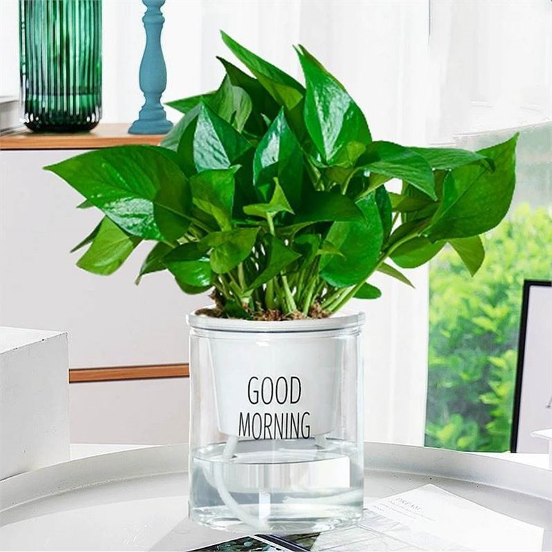 포토스 + 굿모닝 대야 + 영양액