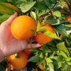 Chongqing Yunyang Newhall On behalf of Orange Fengjie pregnant woman fresh fruit wholesale Full container 20 Jin Guang citrus