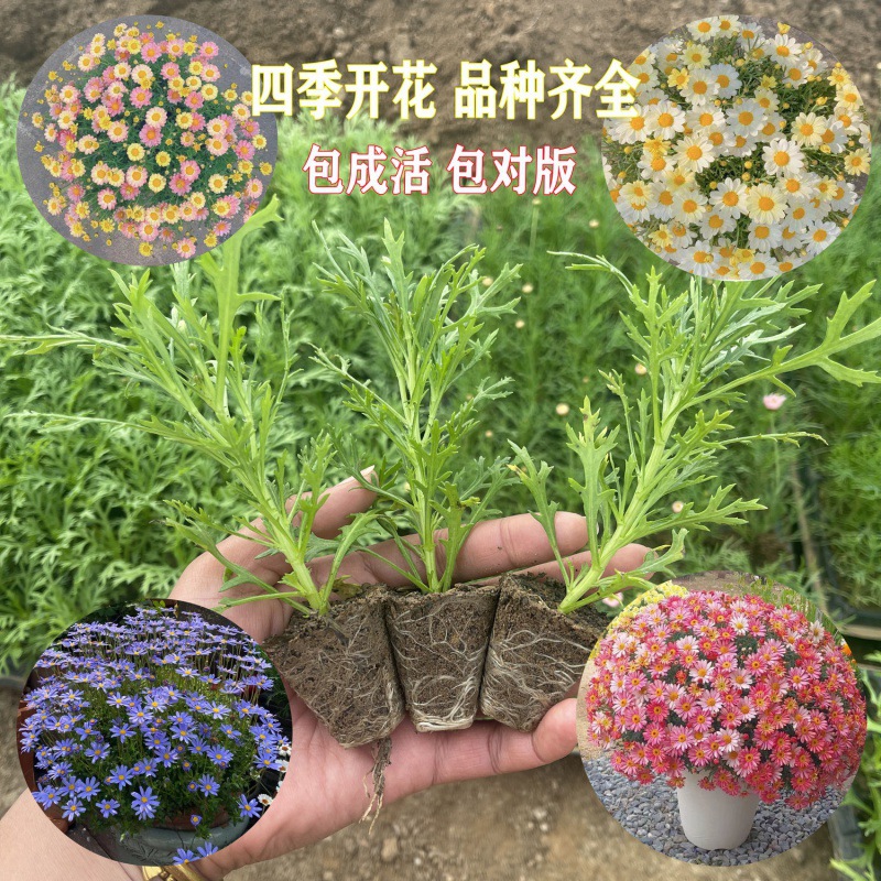 玛格丽特花苗小苗盆栽穴盘苗菊花大苗多年生四季耐寒阳台庭院花卉