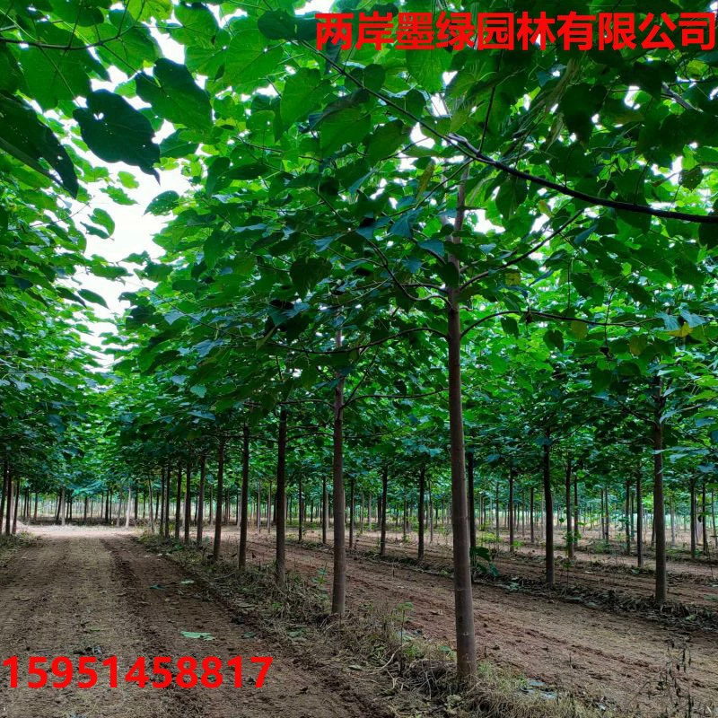 苗圃批发 泡桐 大树 基地产地价格 园林景观绿化苗木行道树种