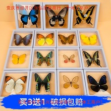 真蝴蝶昆虫标本悬浮框可取出PET摄影幼儿园生日情人节礼物diy材料