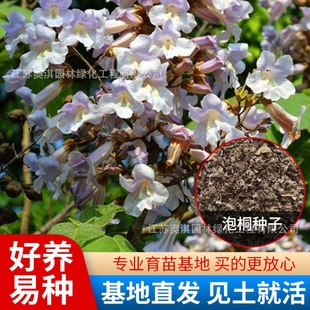 Paulownia Seeds Paulownia Tree White Purple Flower 9501 Paulownia Seeds Tetraploid Paulownia Z07 Paulownia High Germination Rate