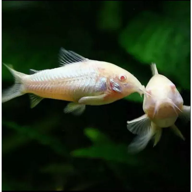 []