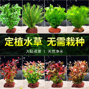 ��ɽʯˮ��ֲ���~�׃���ˮ�|�����쾰�[��ȫ�׵�ɰ�ײ�������