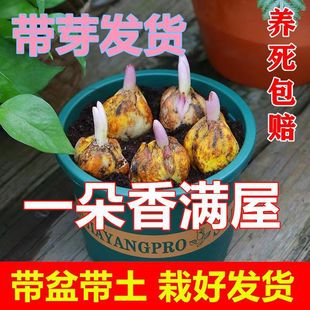 Dropshipping Perfume Lily Bulbs with Buds, Cold-Resistant Four-Season Potted Indoor and Outdoor Balcony Florals and Green Plant Seeds