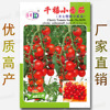 Millennium Tomato Seed about 50 Graphic Girl Cherry Tomato Tomato Millennium Virgin Fruit Seed