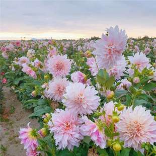 �ذ�������N���ͺ����҃����̨�������������ļ����N�׻��_��