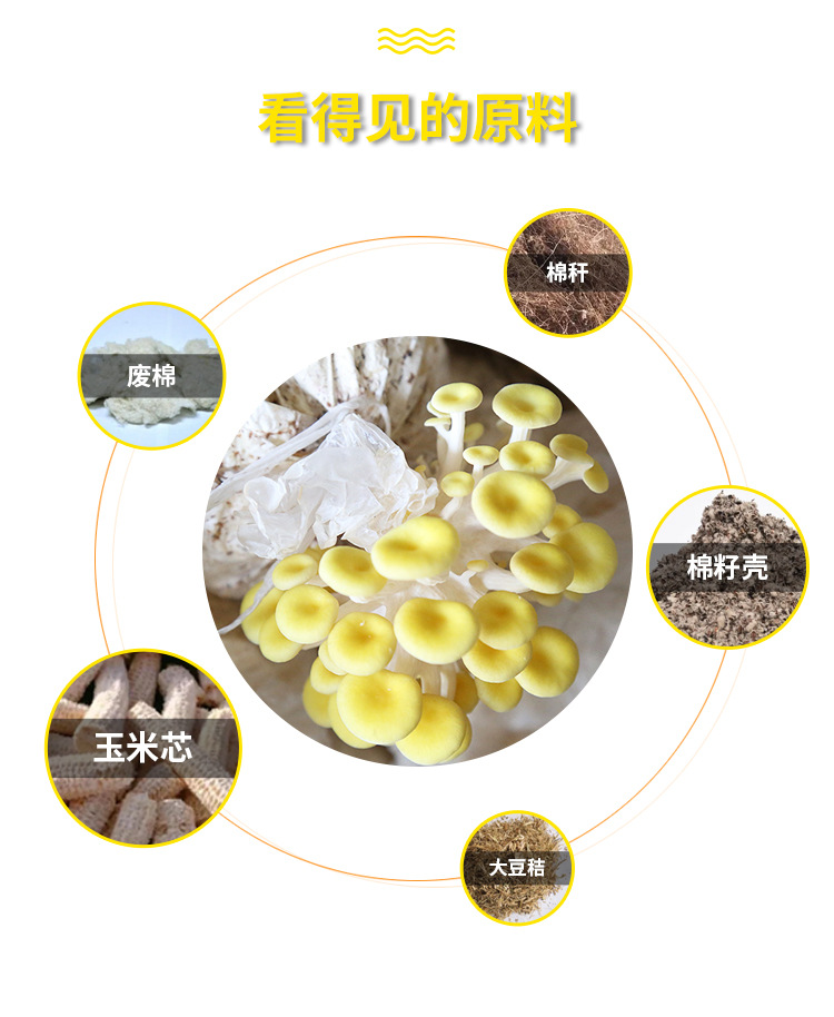 榆黄菇菌种---榆黄菇菌包菌棒6斤_08.jpg