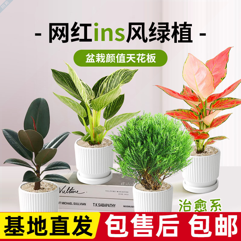 Office desktop potted plants, indoor living room, aesthetically pleasing cream-style small potted plants, easy to care for all year round, absorbs formaldehyde Office desktop potted plants, indoor living room, aesthetically pleasing cream-style small potted plants, easy to care for all year round, absorbs formaldehyde