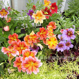 花种大花美人襟种子朝颜烟草花喇叭花四季庭院易活阳台盆栽花种籽