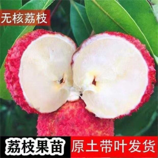 ��֦������Ц��ζŴ���ٰ������o����֦�����^���G�u����޽���֦
