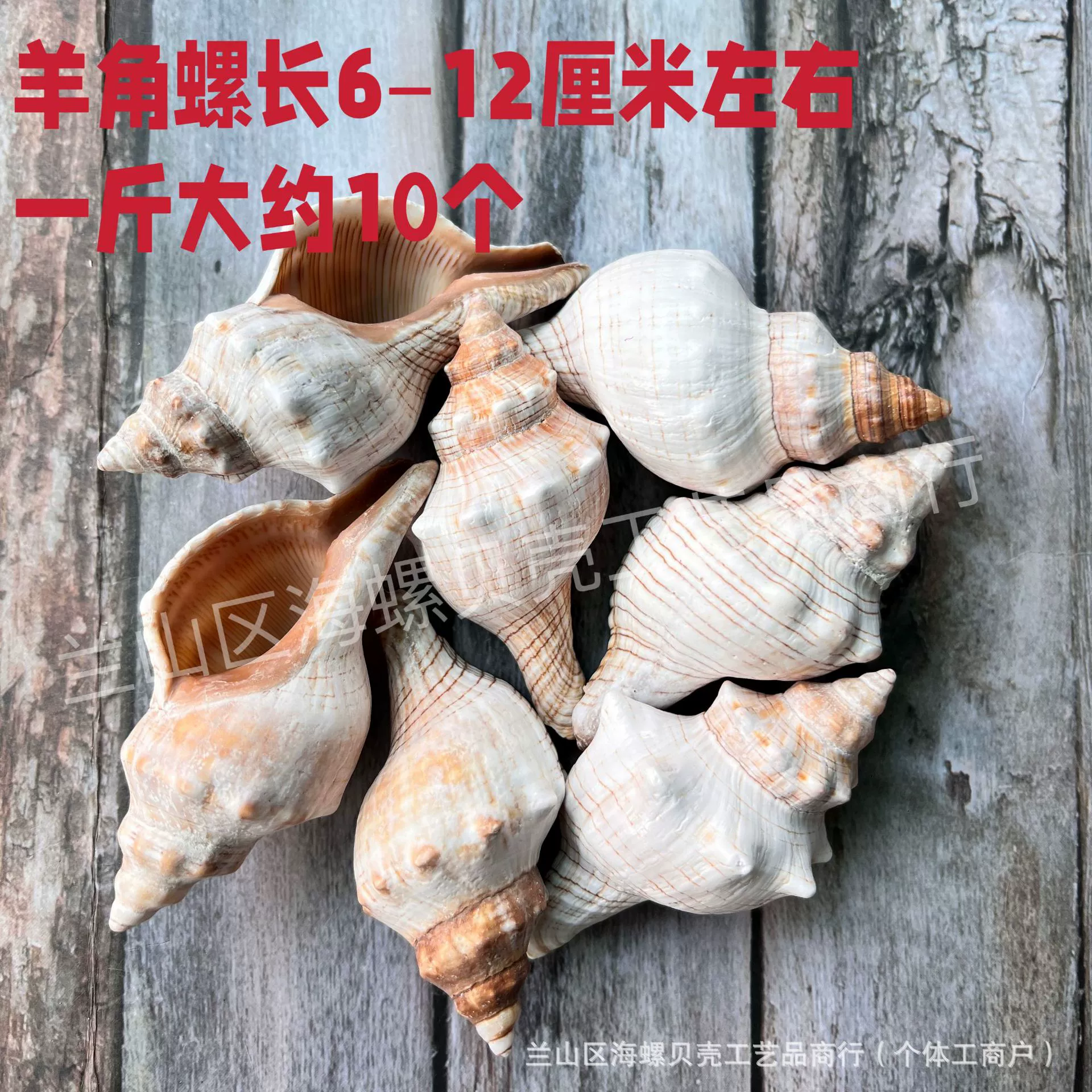 Shell Natural Shell Conch Stars Drifting Bottle Shell Crafts Wholesale Diy Handmade Shell Materials