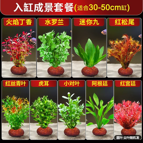 Scenery set meal in the cylinder (suitable for 30-50cm cylinder)