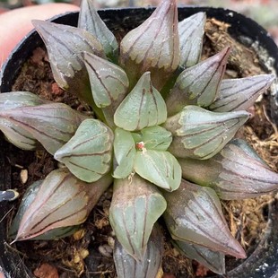 Watermelon Shou Tou Window Jade Japanese Green Plant Potted Landscape Succulent Plant Greenhouse Wholesale Agave Cactus Twelve