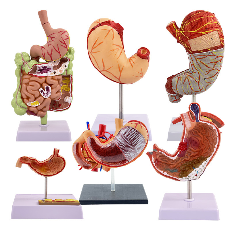 ��������ϵͳģ��θ�ʹ�״����س��Ƴ������ʺ��ṹ����ҽѧ�̾�