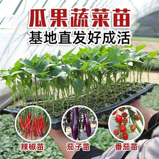 �ļ��߲��緬������С���紺��Nֲ���������������ݮ��������l