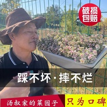 阳台种菜盆长方形种菜草莓专用盆家用盆栽植物挂式树脂花盆霍伦盆