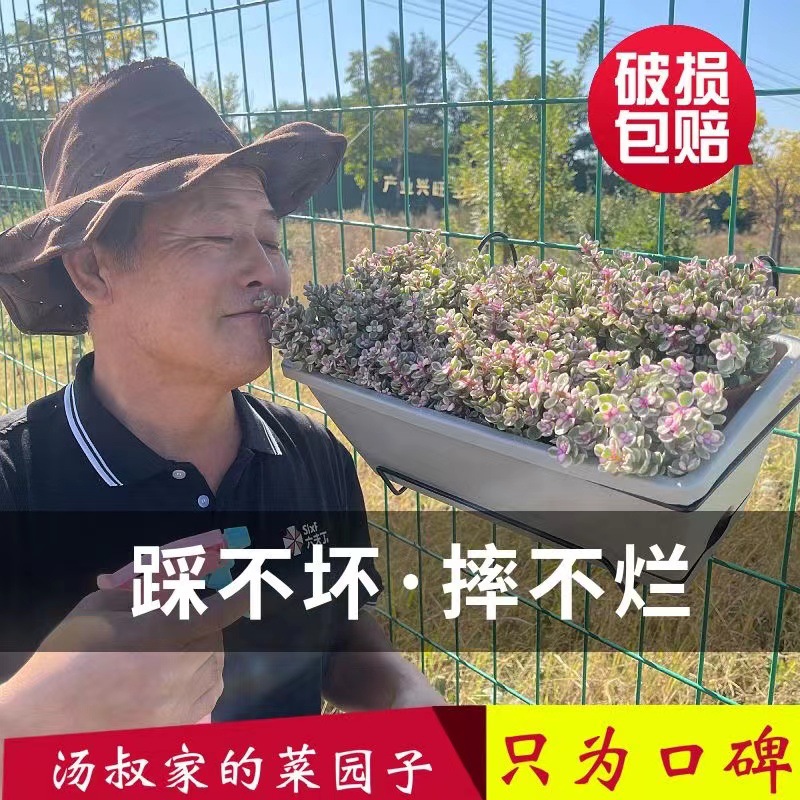 阳台种菜盆长方形种菜草莓专用盆家用盆栽植物挂式树脂花盆霍伦盆