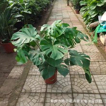 �������������l�Ϸ��V�ݾGֲ���������B�҃ȾGֲֲ�����ռ�ȩ�^�p