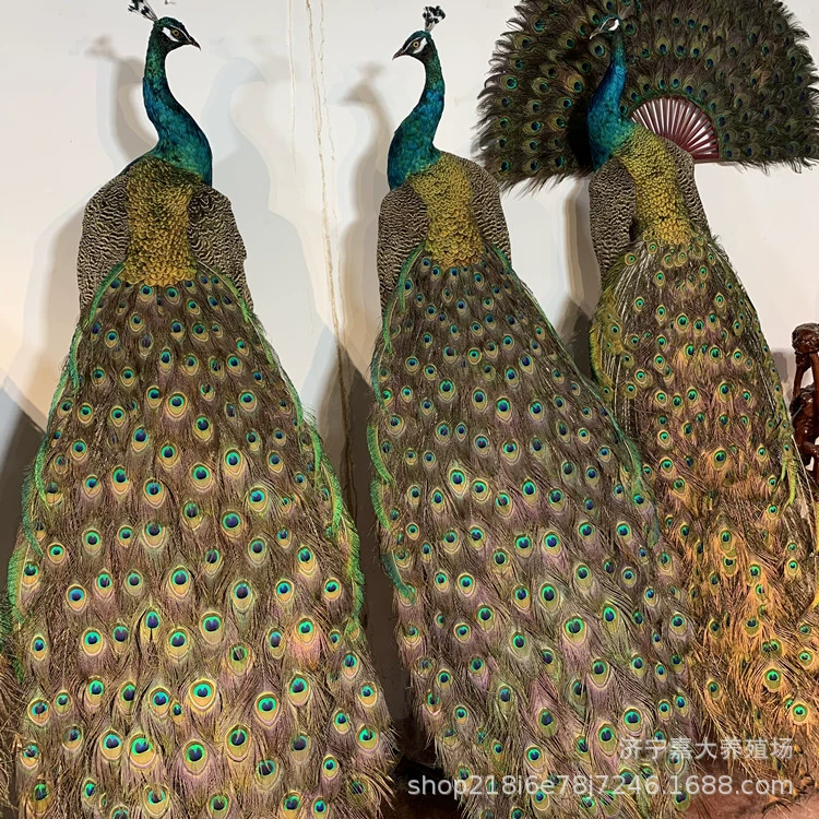 Синий белый образец павлина в наличии для продажи украшения дома образец павлина для продажи цена образец фазана